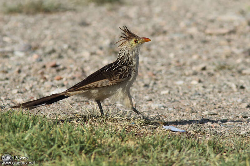 Guira Cuckooadult, identification, walking