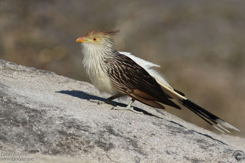 Guira Cuckooadult, identification