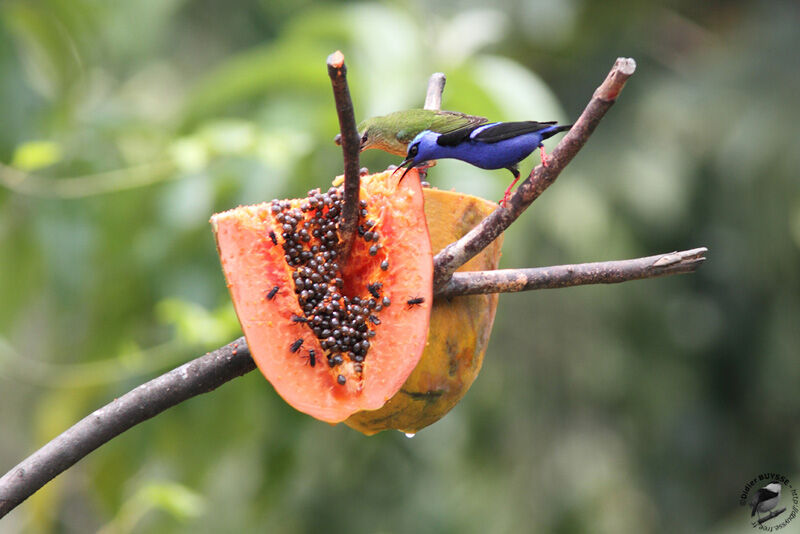 Red-legged Honeycreeper adult, identification, feeding habits