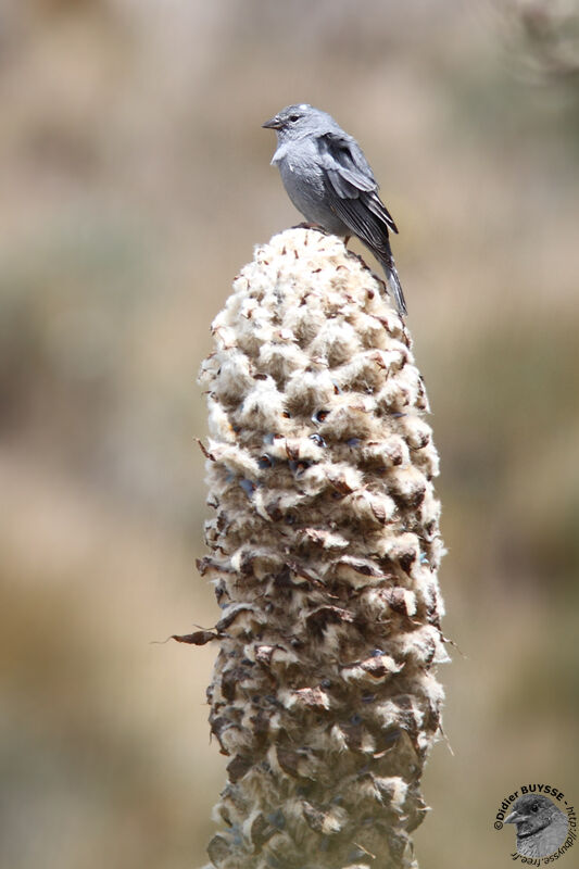 Haplospize gris-de-plomb