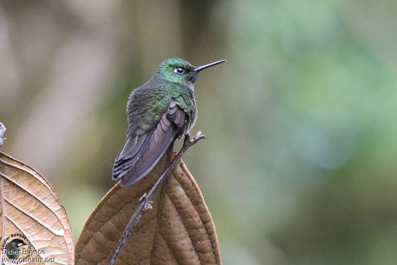 Héliange petiteadulte nuptial, identification