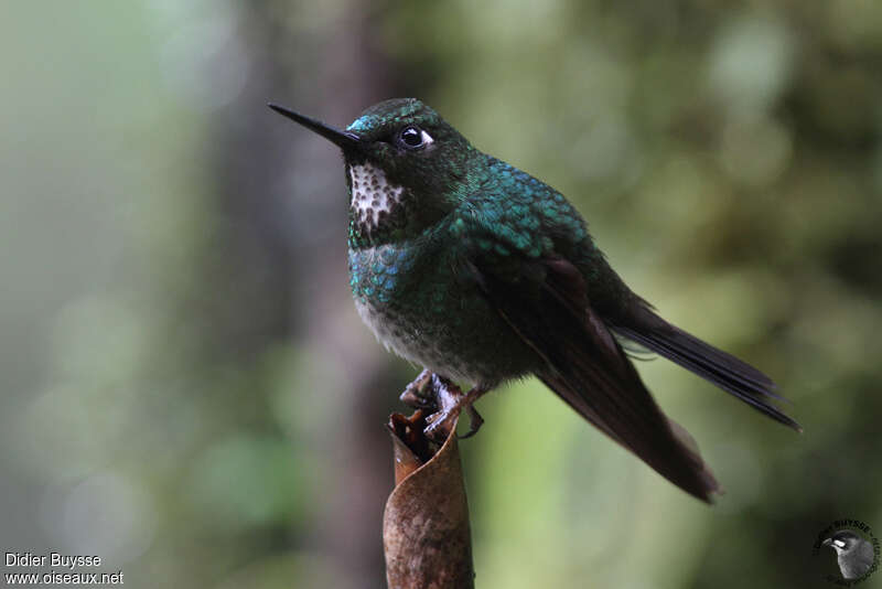 Flame-throated Sunangel female adult, identification