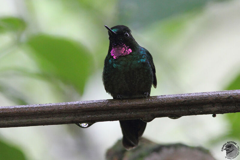 Héliange tourmaline mâle adulte nuptial, identification