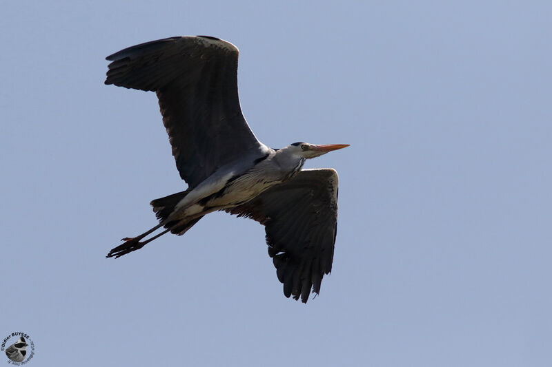 Grey Heronadult, Flight