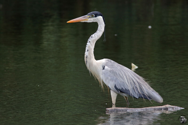 Héron cocoiadulte, identification, pêche/chasse