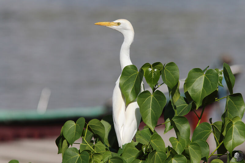 Western Cattle Egretadult post breeding, identification