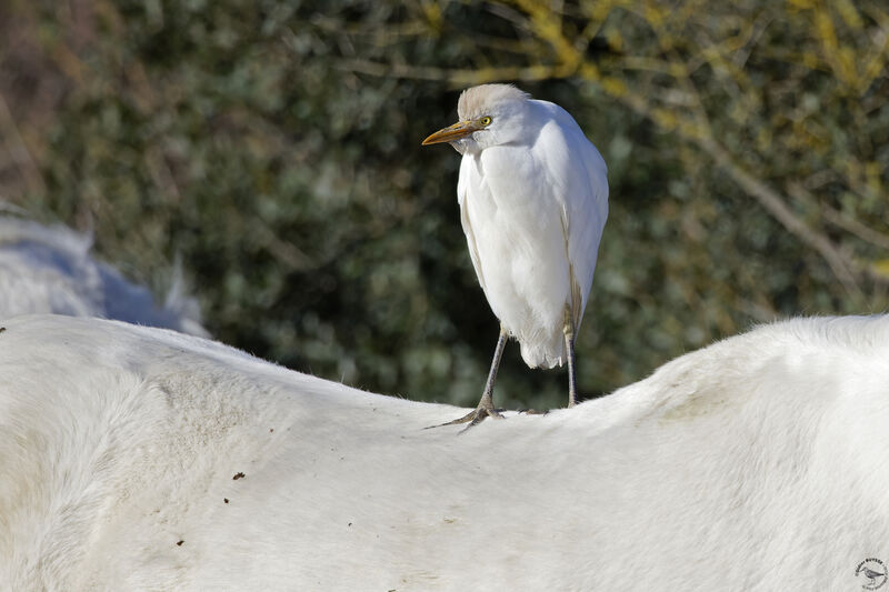 Western Cattle Egret