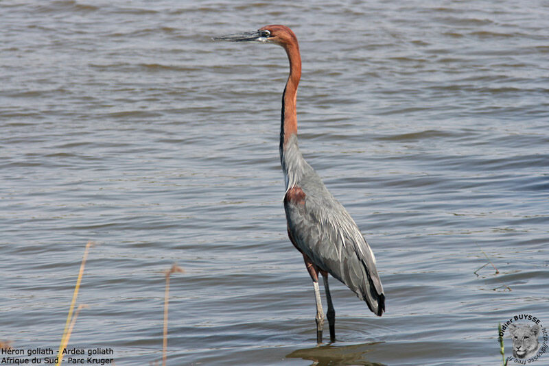 Goliath Heron, identification