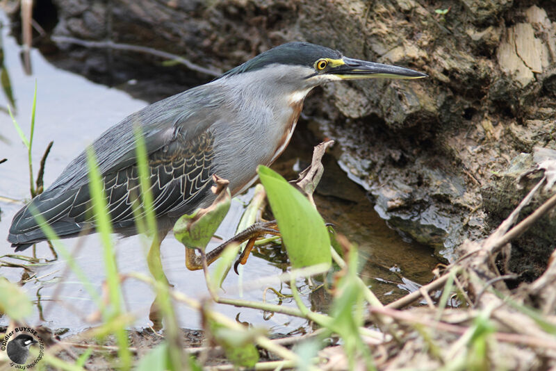 Striated Heronadult, identification