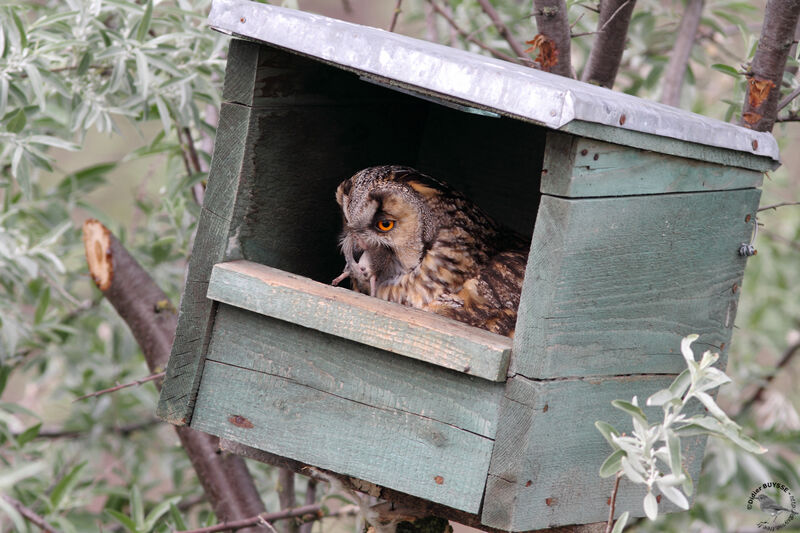 Hibou moyen-ducadulte, identification, régime, Nidification