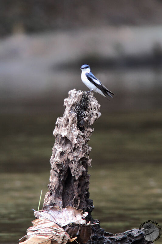 White-winged Swallowadult, identification