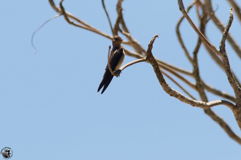 Hirondelle à gorge rousseadulte, identification