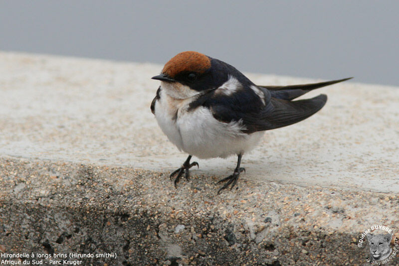 Hirondelle à longs brinsadulte