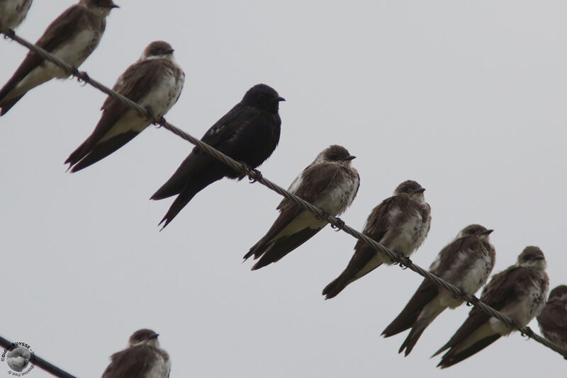 Southern Martinadult, identification, Behaviour