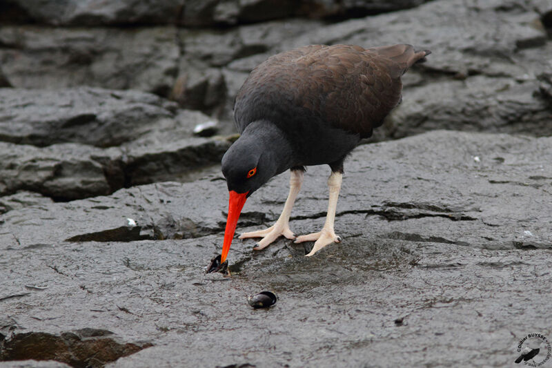 Blackish Oystercatcheradult, identification, feeding habits