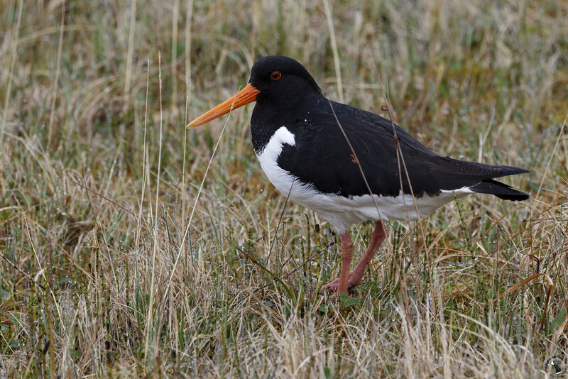 Eurasian Oystercatcher