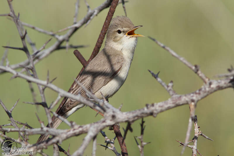 Eastern Olivaceous Warbler male adult breeding, habitat, pigmentation, song