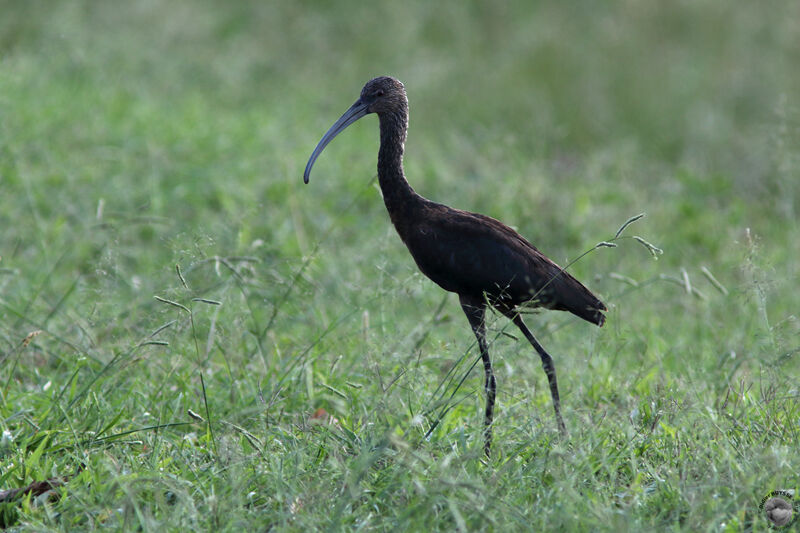 Ibis à face blancheimmature, identification, marche