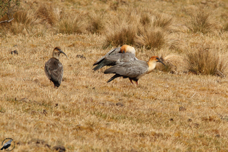 Black-faced Ibisadult, identification