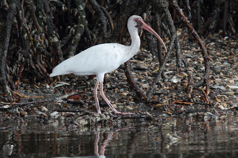 Ibis blanc, identification