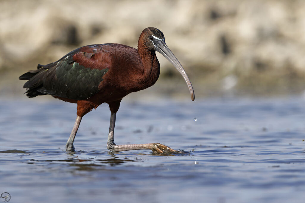Ibis falcinelle