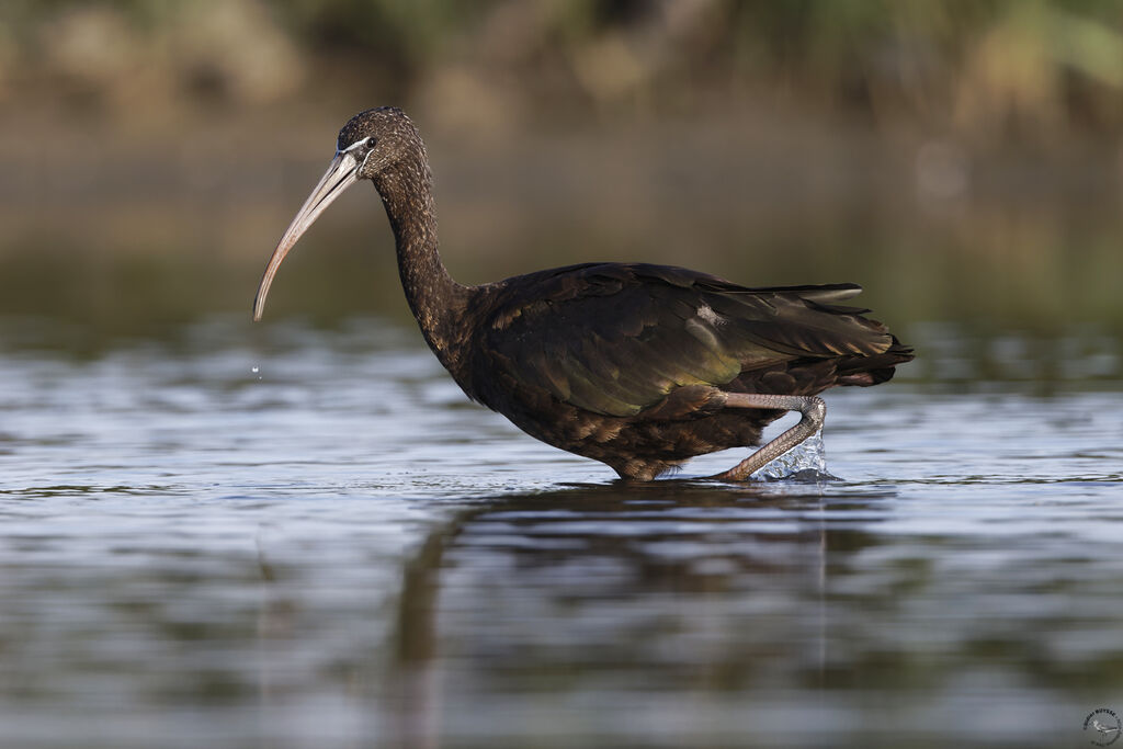 Ibis falcinelle