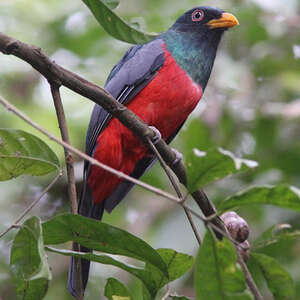 Trogon d'Équateur