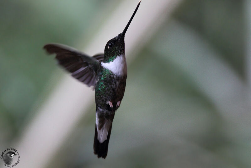 Collared Inca female adult, Flight