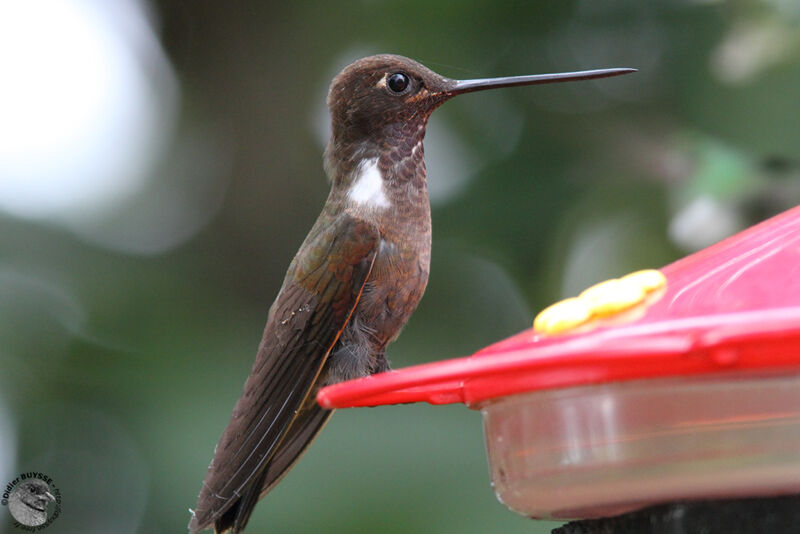 Brown Incaadult, identification