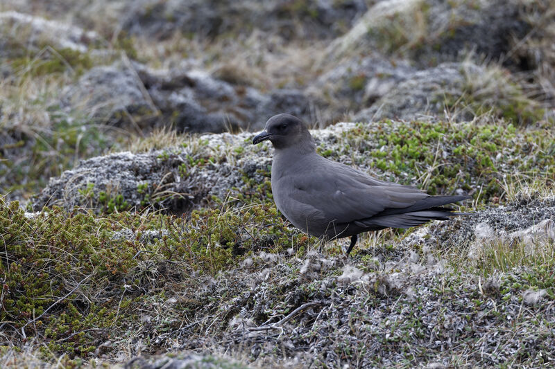 Parasitic Jaegeradult