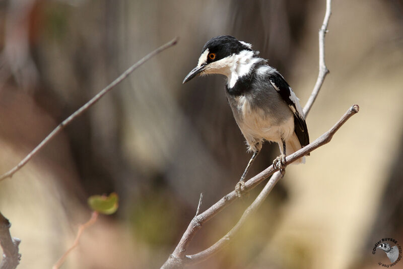 White-tailed Shrikeadult, identification