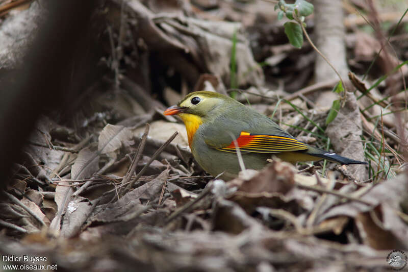 Red-billed Leiothrix male adult, habitat