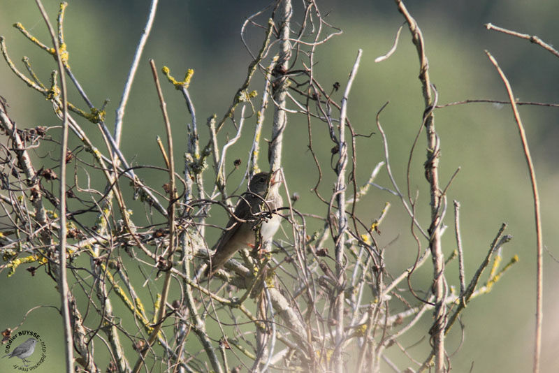 River Warbler male adult, identification, song