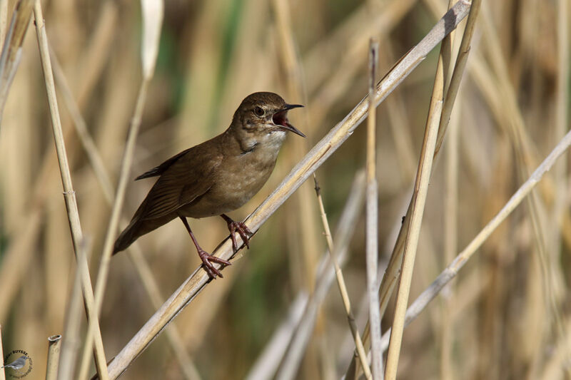 Locustelle luscinioïde mâle adulte, identification, habitat, chant