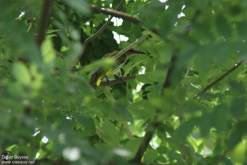 Indian Golden Orioleimmature