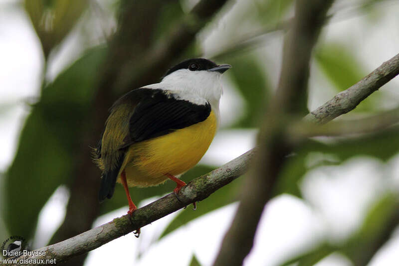 White-collared Manakin male adult, identification