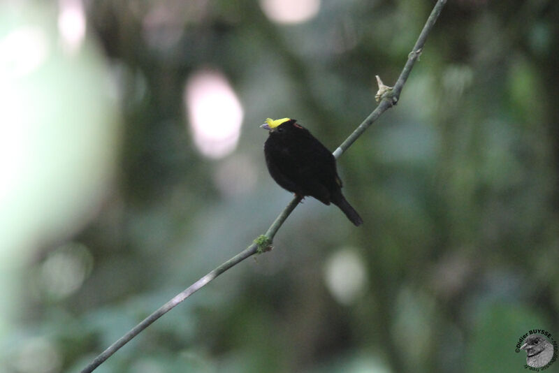 Manakin aux ailes d'or mâle adulte, identification