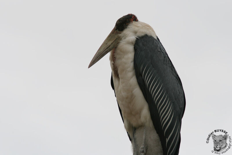 Marabou Storkadult, identification