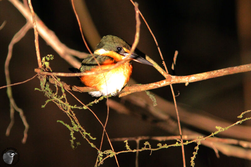 American Pygmy Kingfisheradult, identification