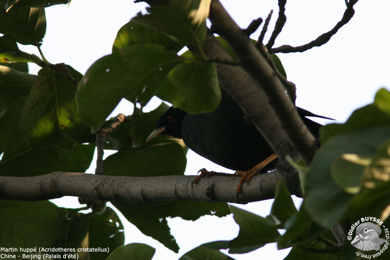 Crested Myna