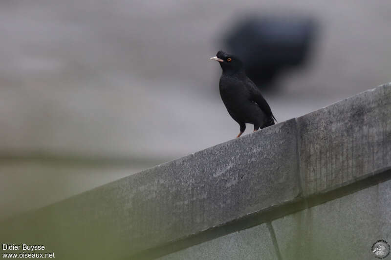 Crested Mynaadult, identification