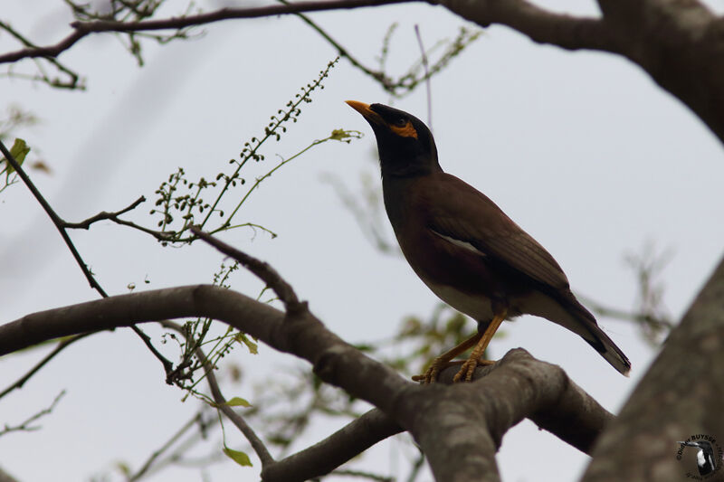 Common Mynaadult, identification