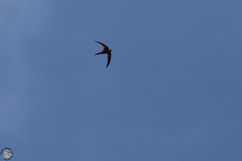 Pacific Swiftadult, identification