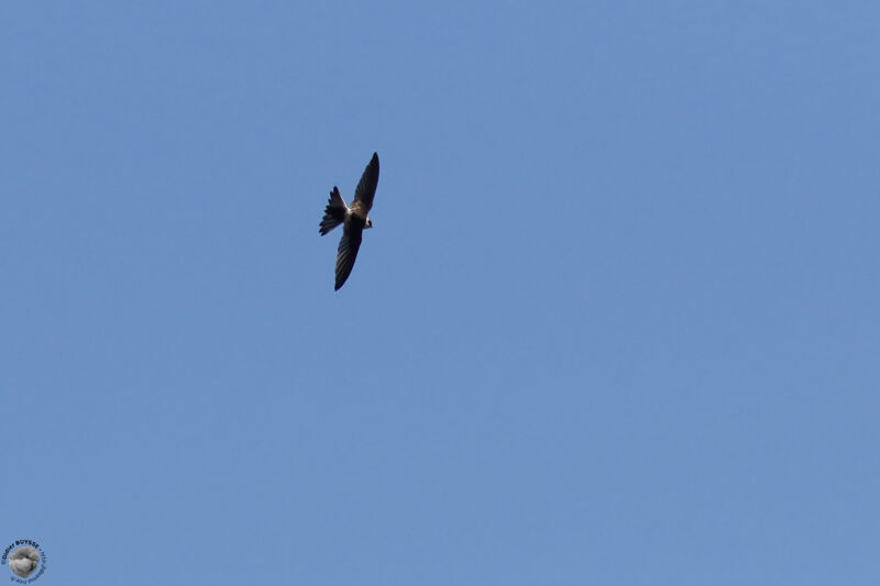 Andean Swiftadult, Flight