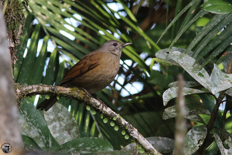 Merle leucomèleadulte, identification, habitat