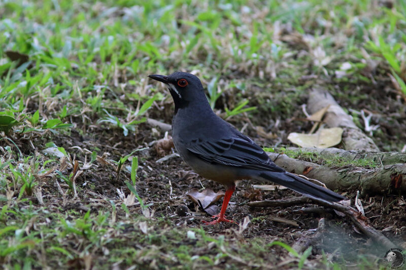 Merle vantardadulte, identification