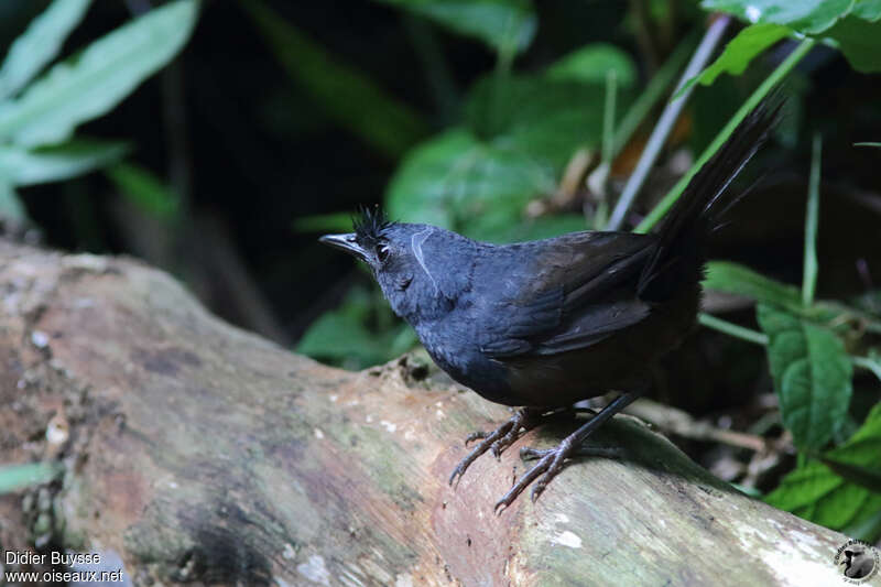 Slaty Bristlefront male adult, identification