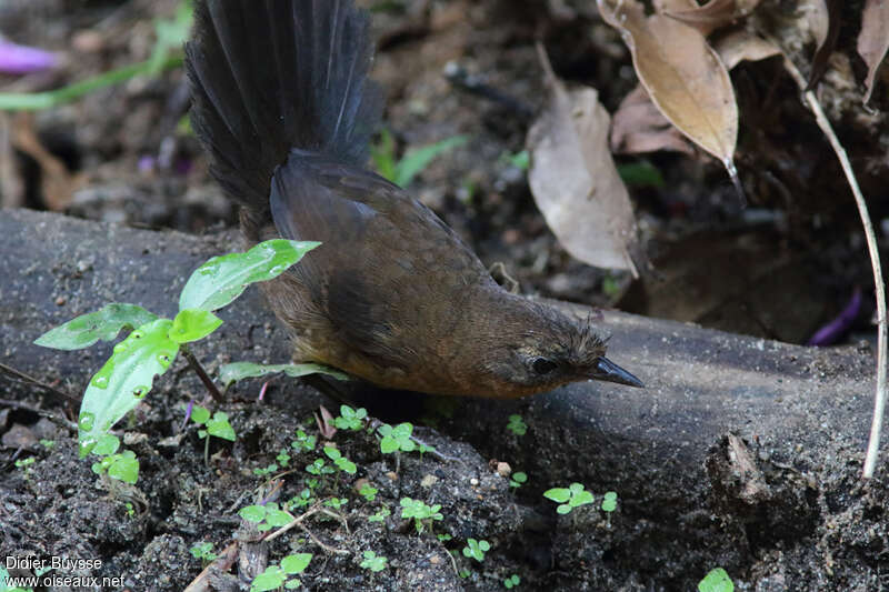 Mérulaxe noir femelle adulte, identification