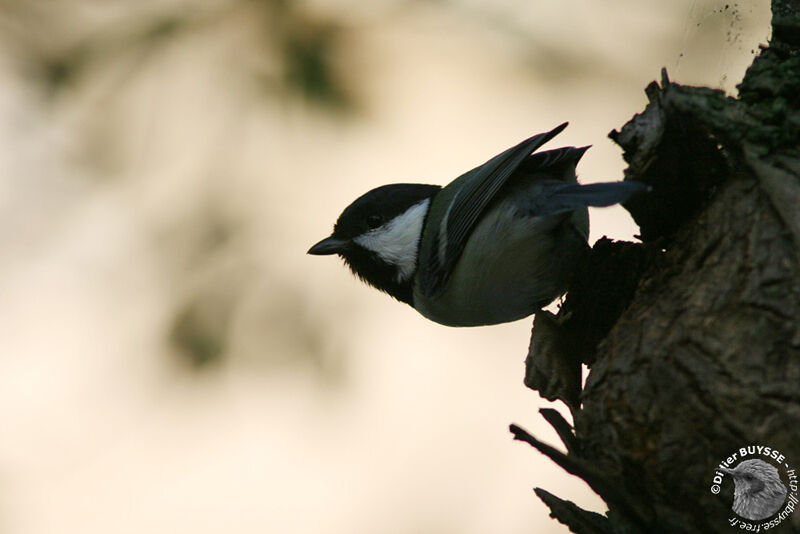 Cinereous Titadult, identification