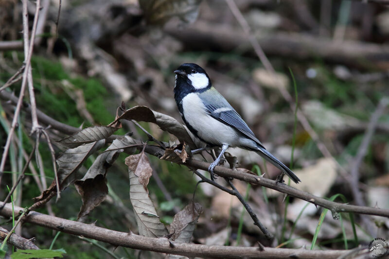 Mésange indienneadulte, identification